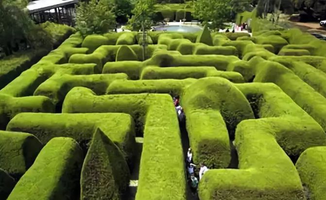 上海金山植物迷宫图片