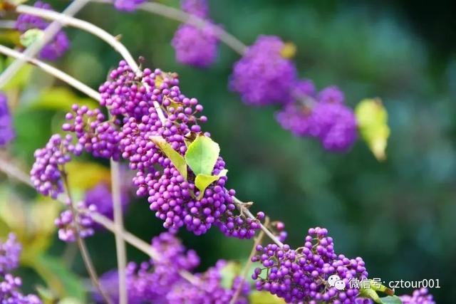 蓝紫色果实的植物图片