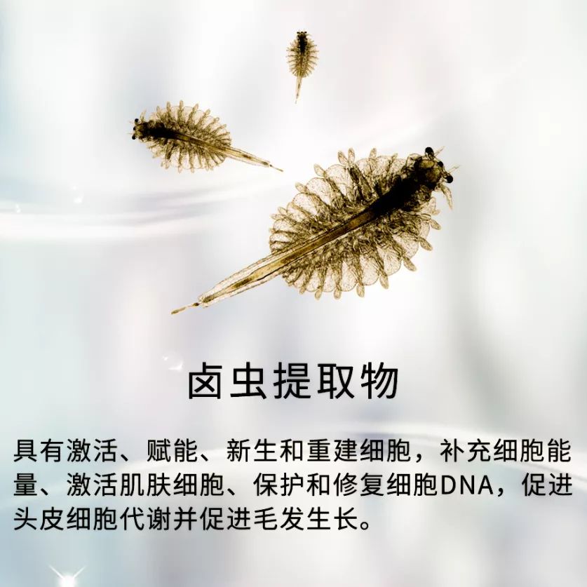 艾比湖卤虫图片图片