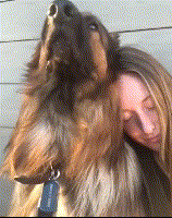 德国牧羊犬，一种能够让女性得到安全感的狗狗！
