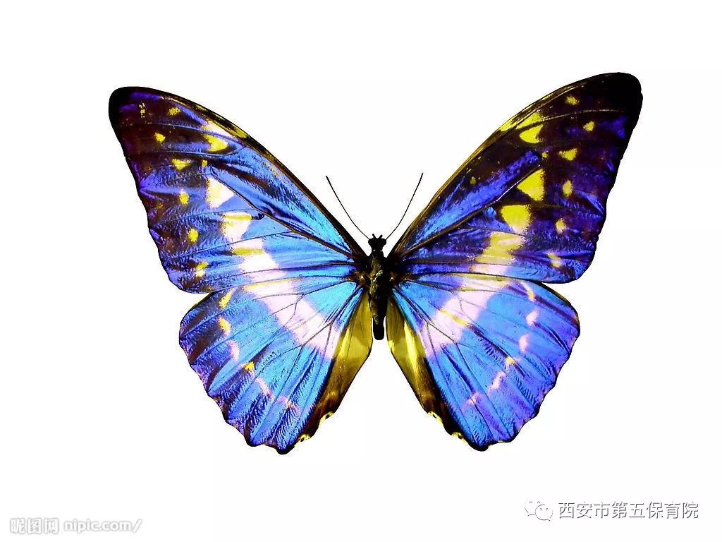 这么多漂亮的蝴蝶,你了解它们吗?它们的外形特征是什么样的?