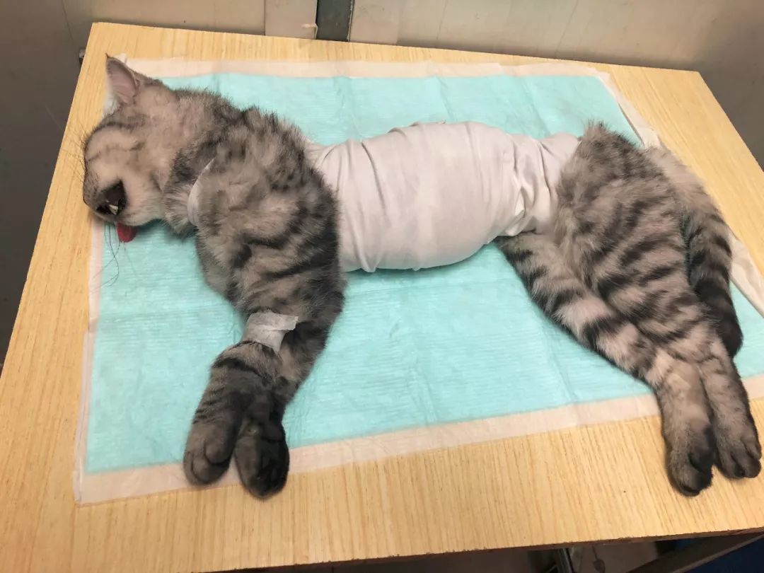 绝育手术被推出来的猫咪,一个个翻白眼吐白沫,主人看到后