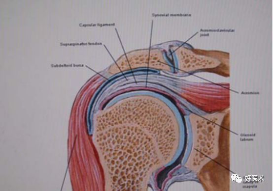 最全肩關節解剖及查體方法彙總速收藏
