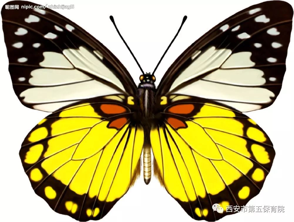 蝴蝶的触角像什么图片