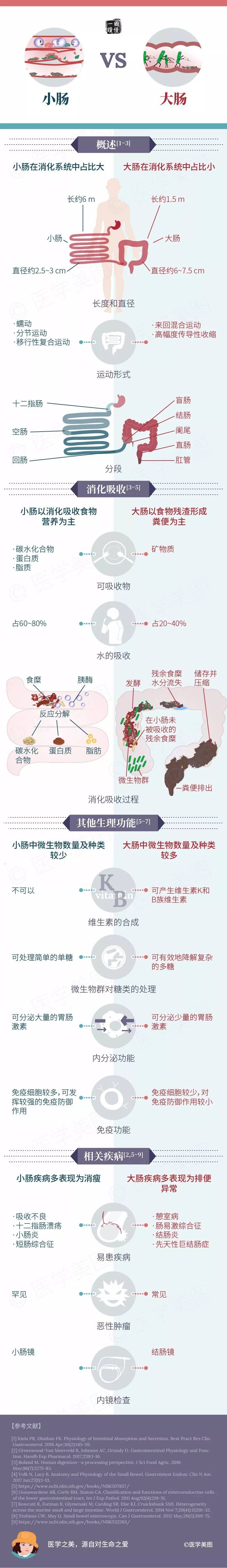 一圖讀懂-----小腸 vs 大腸