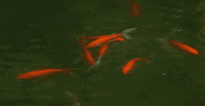 游动的鱼动态壁纸图片