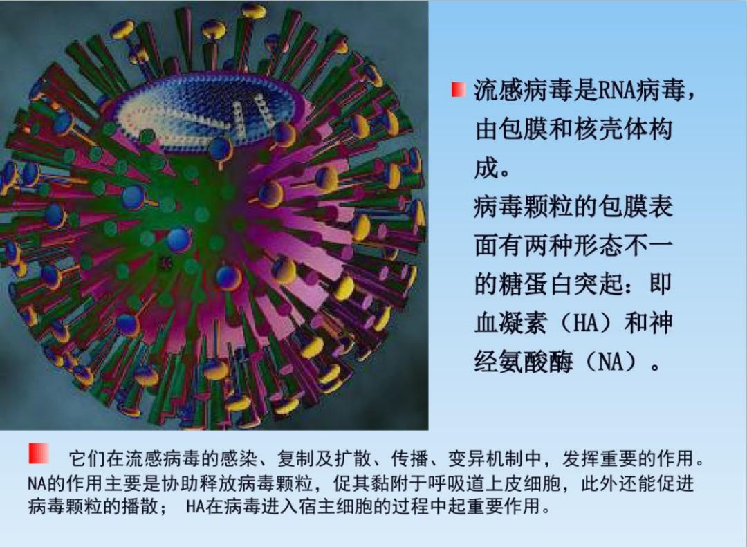 目前感染人的主要是甲型流感病毒中的h1n1,h3n2亚型及乙型流感病毒中