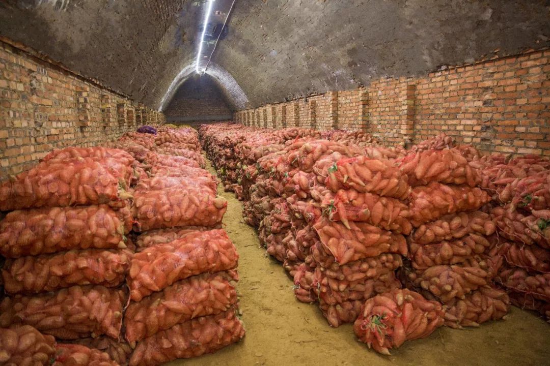 素有全国商品粮生产基地县的美誉,历来有种植红薯的传统