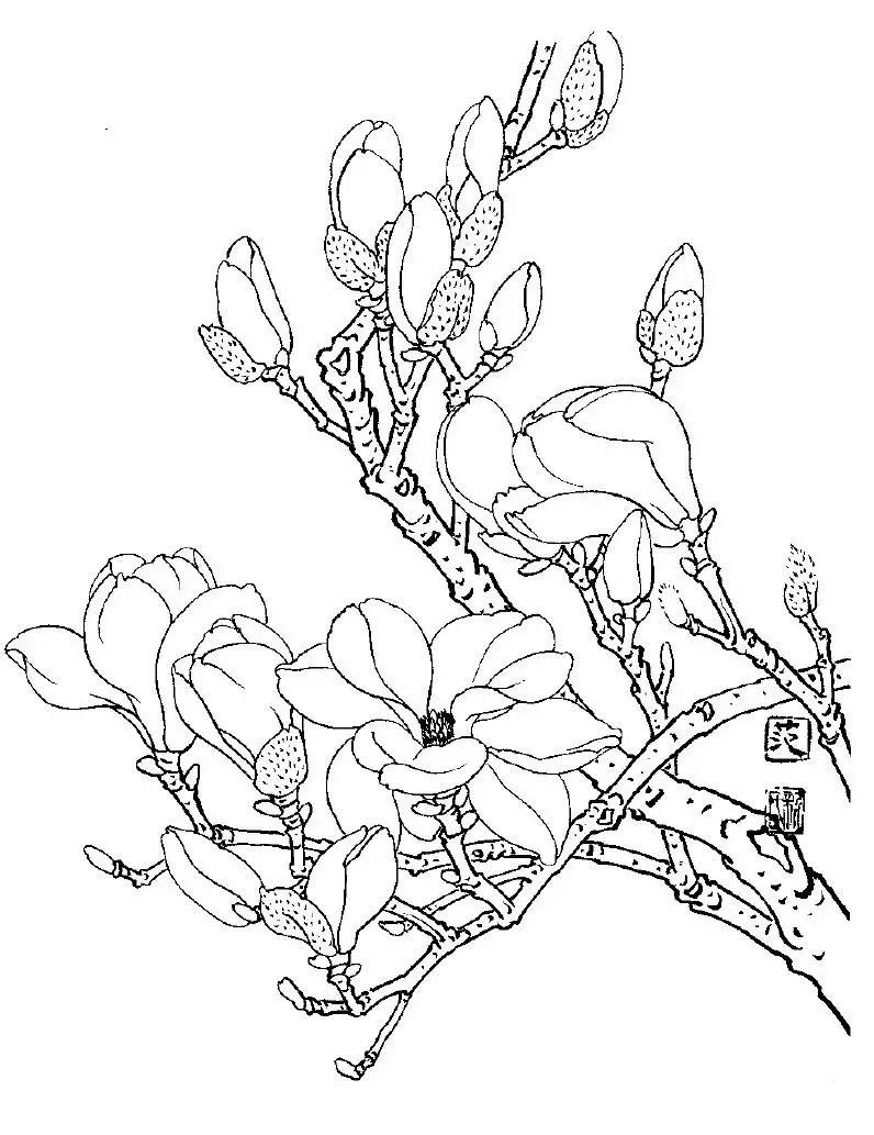 玉兰花素描 画法图片