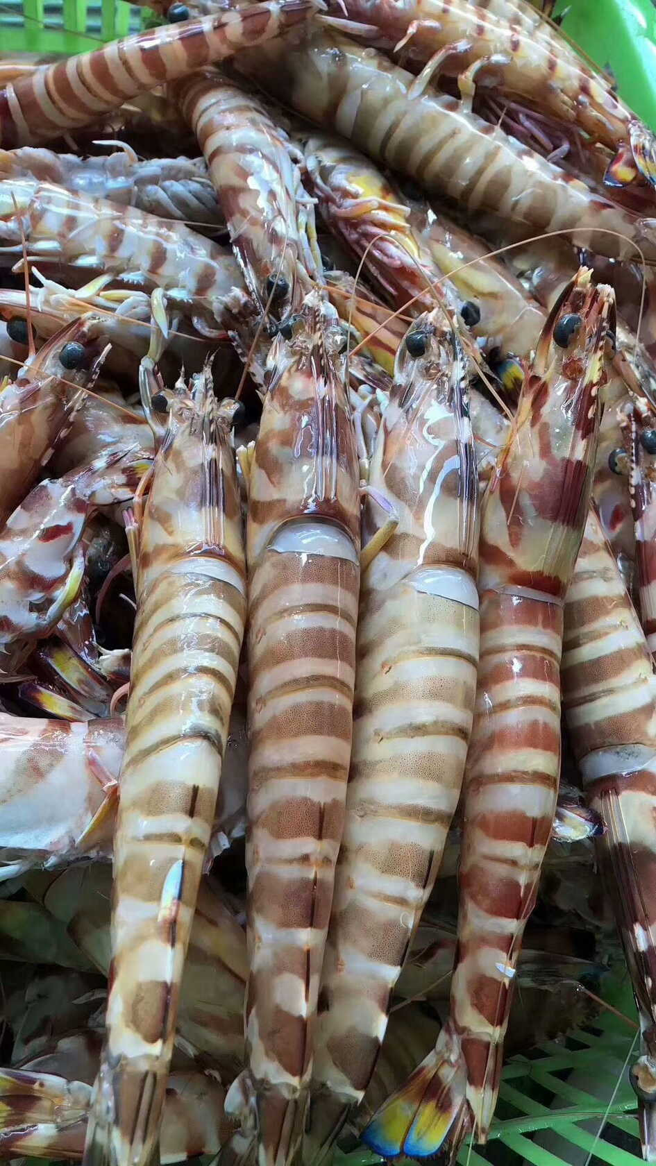 深海野生大斑节虾的各种做法及营养价值功效东山岛海鲜
