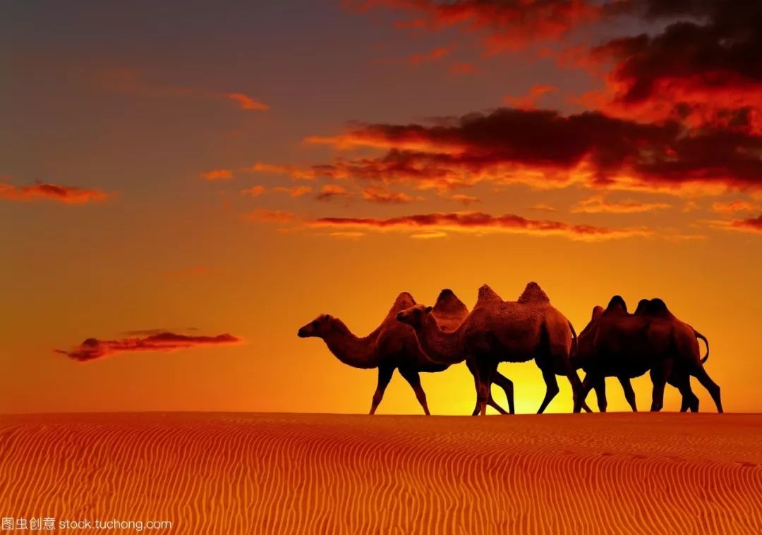 笑死人版沙漠骆驼图片