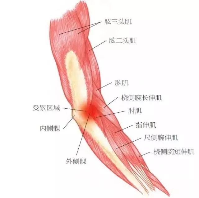 肘关节肌肉解剖结构图图片