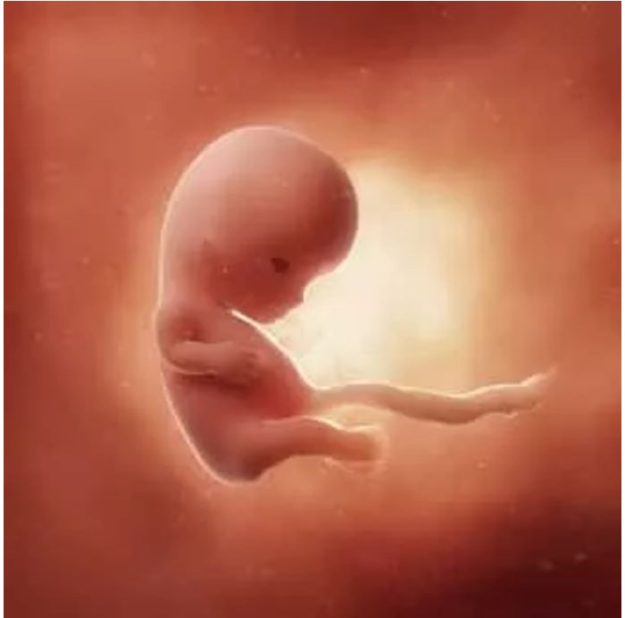 孕10周的双胞胎胎儿发育图7070:孕10周的胎宝宝,大概金桔般大小