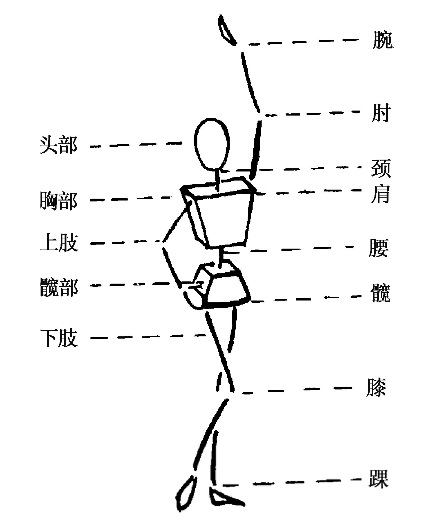 体育绘图人体比例图片