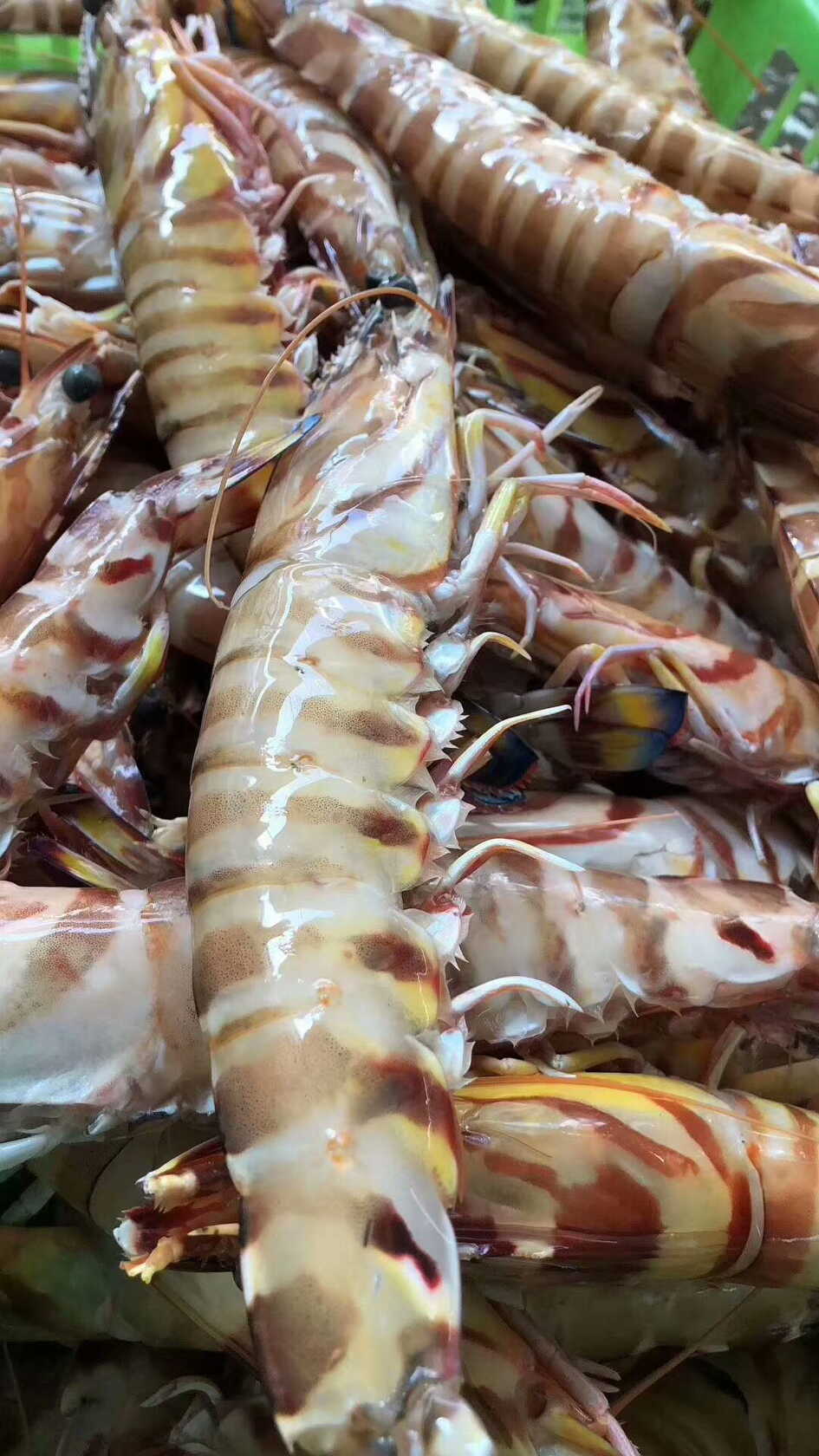 深海野生大斑节虾的各种做法及营养价值功效东山岛海鲜