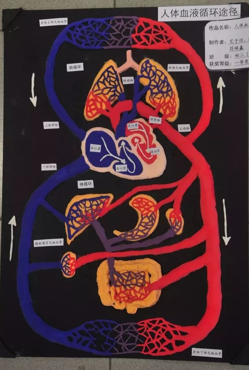血液循环模型橡皮泥图片