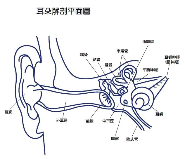 前庭半规管_外耳