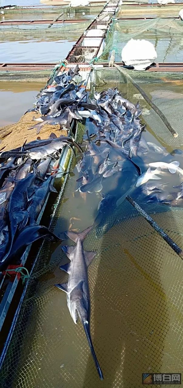 近日,位於江寧鎮的小江水庫網箱養魚區域出現大面積死魚現象,引起社會