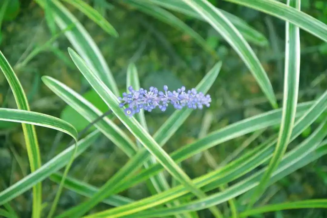 沿阶草花期图片