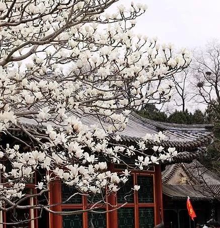 霸道北京城里的老大