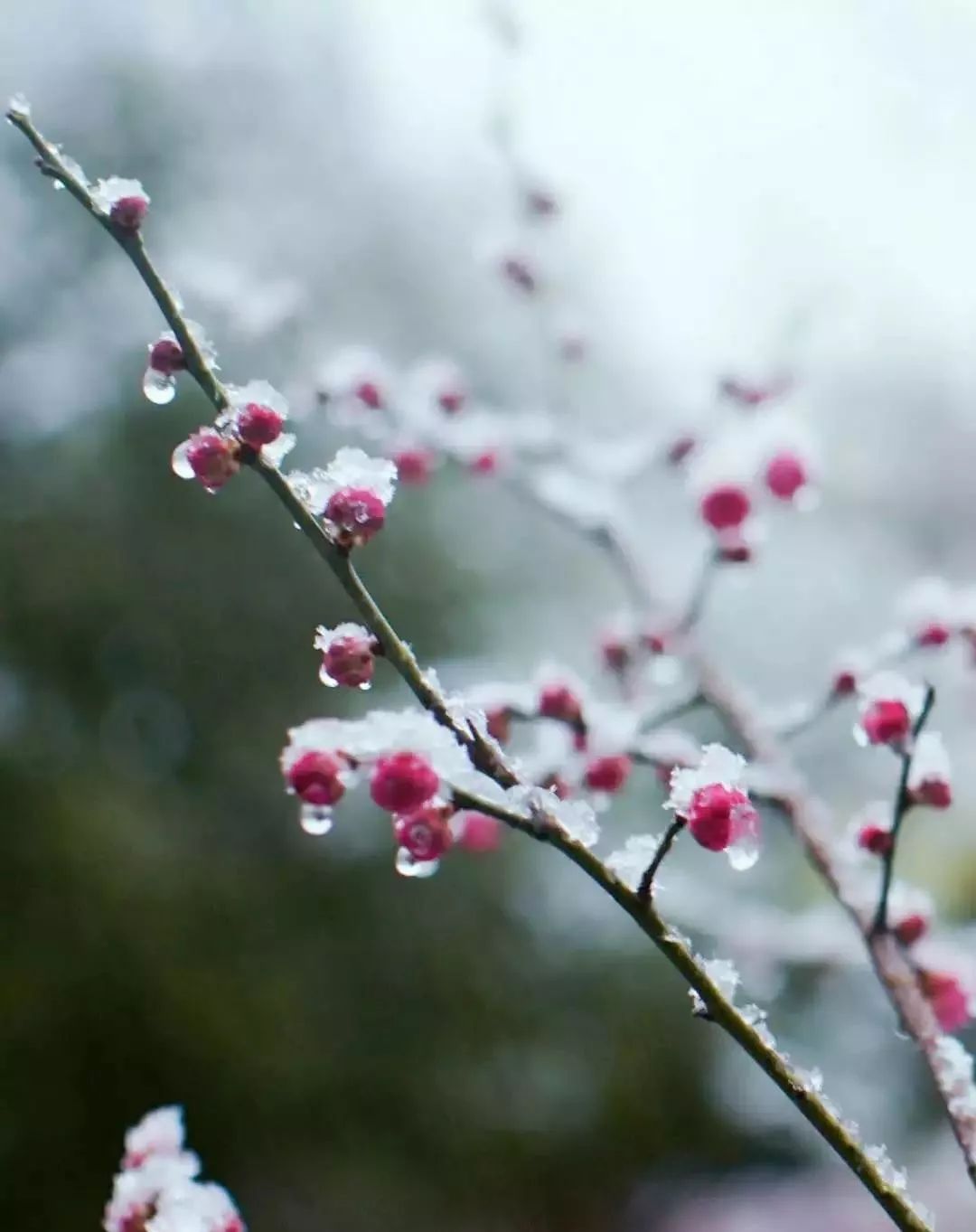 只是梅花雖在,折梅落雪,如今又能寄向何方?