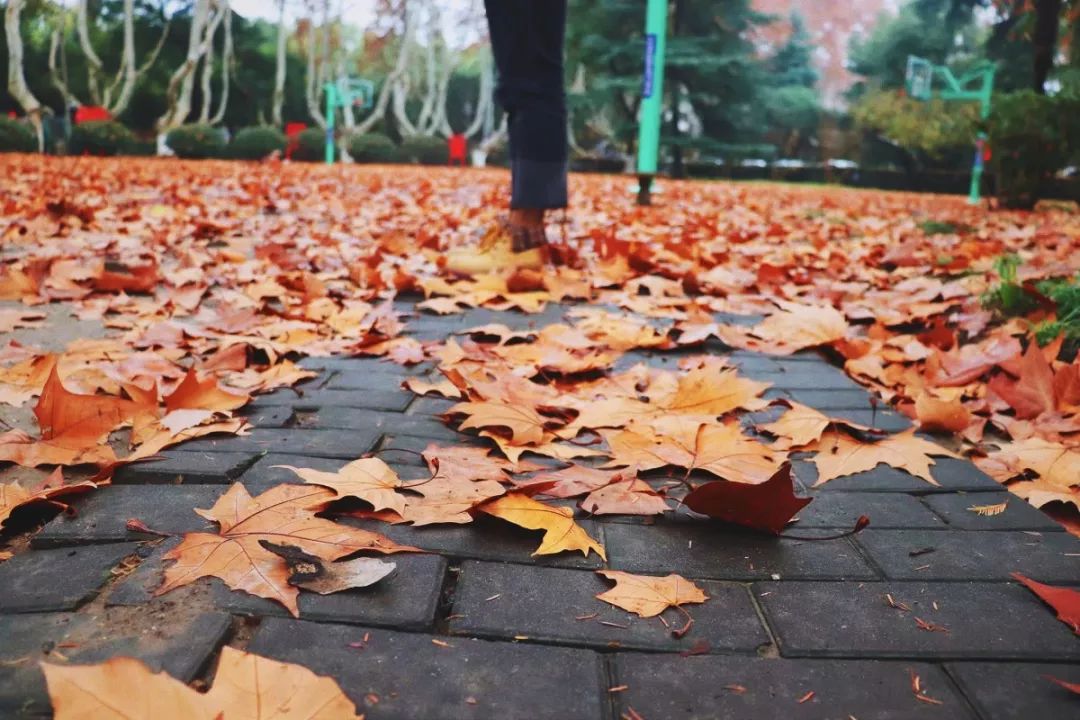 飛鴻影裡,南郵梧桐醉相思_落葉