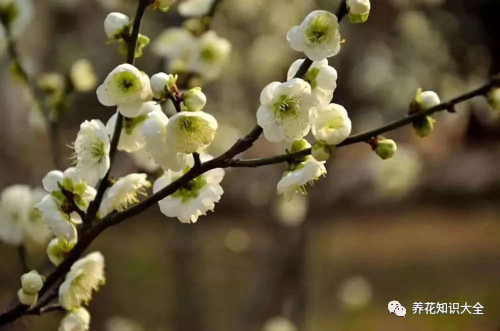 花草记你不知道的梅花家族梅花品种赏鉴