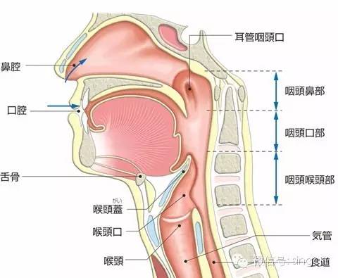 喉咙的位置图片