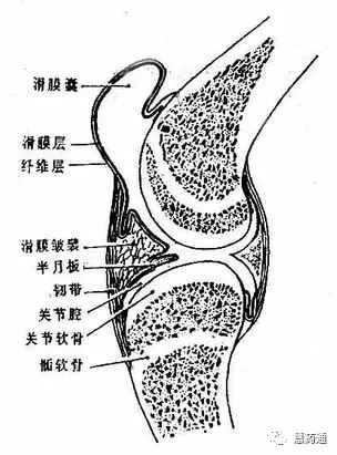 人体最小的关节图片