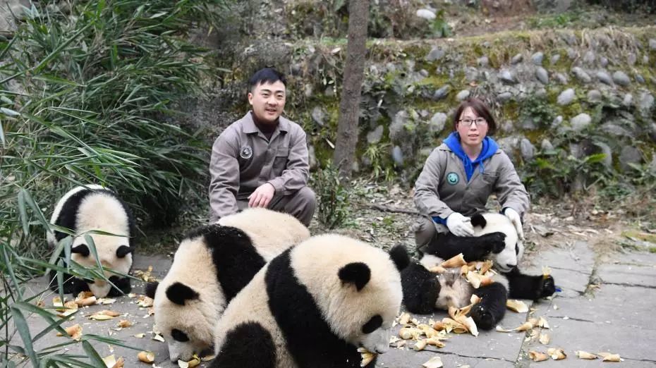 在这里,我们首先要化身"荣誉饲养员,通过近距离的观察熊猫的饮食起居