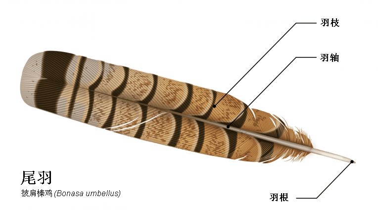 鸟类大观 鸟类羽毛系列之二