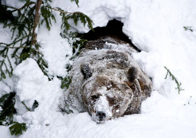 黑熊冬眠时,心跳会从每分钟40次下降到每分钟10次