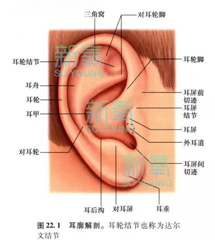 耳朵周围结构图与名称图片