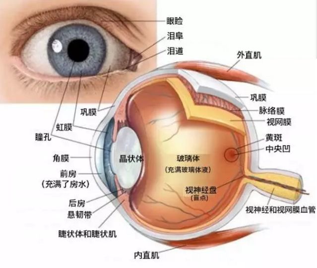 从眼球内部解剖图我们看到