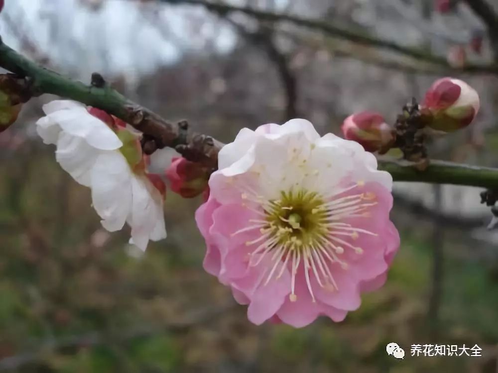 花草记你不知道的梅花家族梅花品种赏鉴