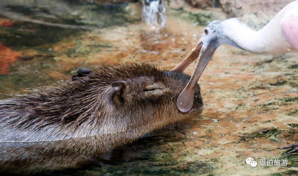 南美洲的動物明星們