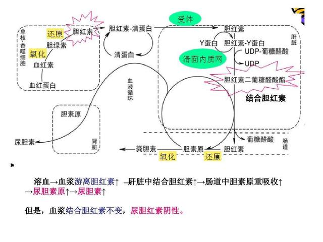 慢乙肝總膽紅素偏高 為什麼？ 健康 第2張