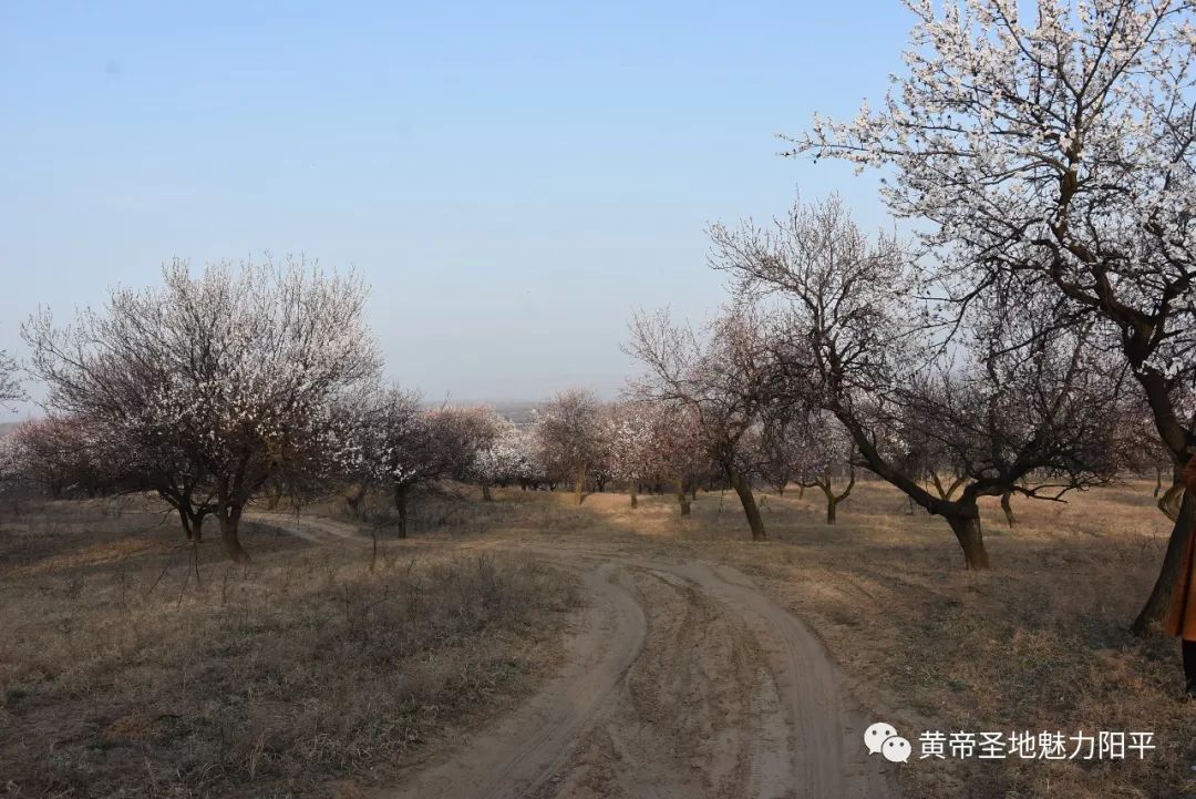 北沟村千年古杏林肖泉村幸福路群众文化活动广场夜景河南省非物质文化