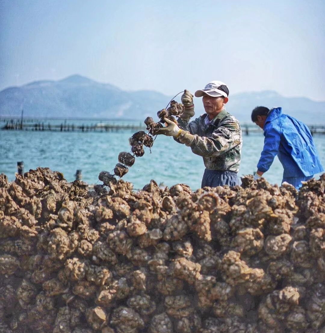 【上川岛生蚝】一方水土养一方蚝,最好的时节,原汁原味,新鲜上市