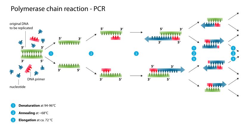 pcr示意图图片