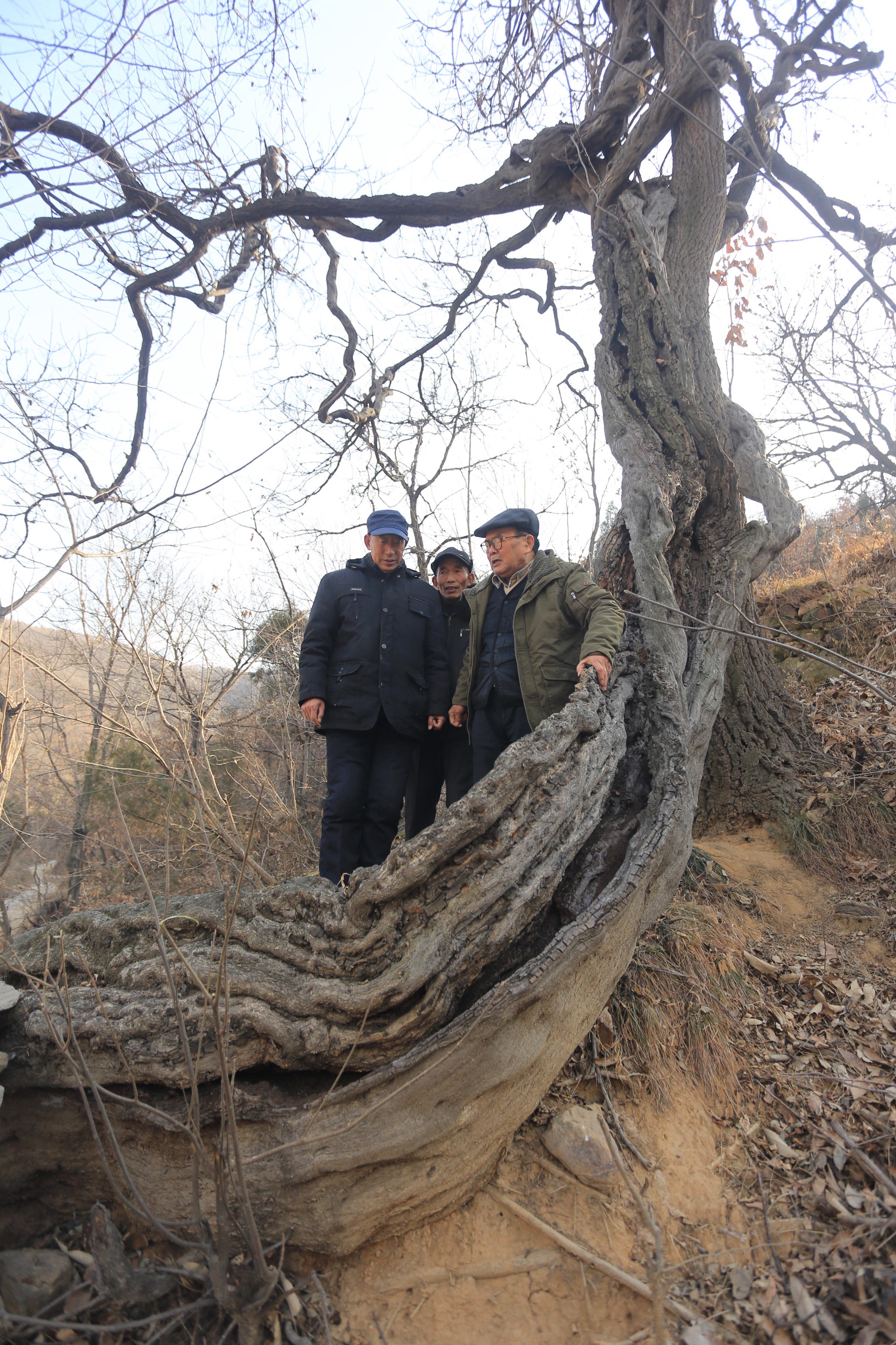 河南千年古藤穿棉衣,引来众多专家会诊