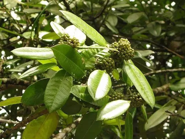 latifolia, 葉片乾燥後就是苦丁茶.