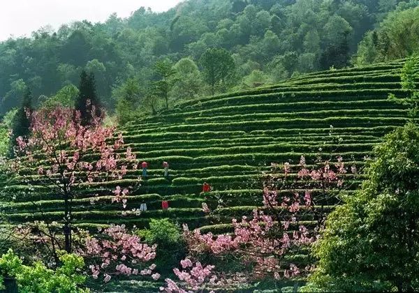 中国十个值得茶人去的茶山