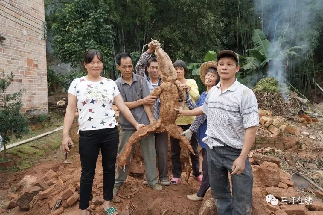 云浮隔离村民挖出巨型人精葛根生得似人样