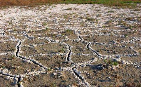 这些盐分聚集到地表,形成土壤表层次生盐碱化,轻则影响种子发芽出苗