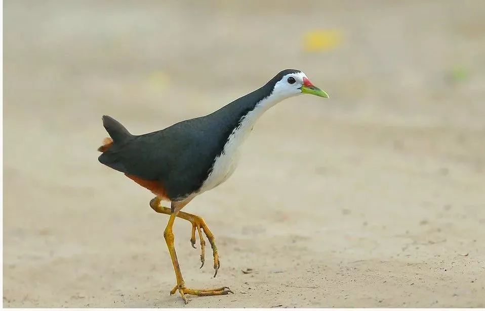 白胸苦惡鳥,