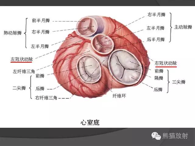 主动脉窦解剖图图片