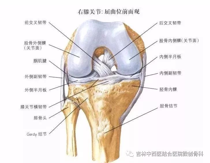 膝盖周围的韧带图图片