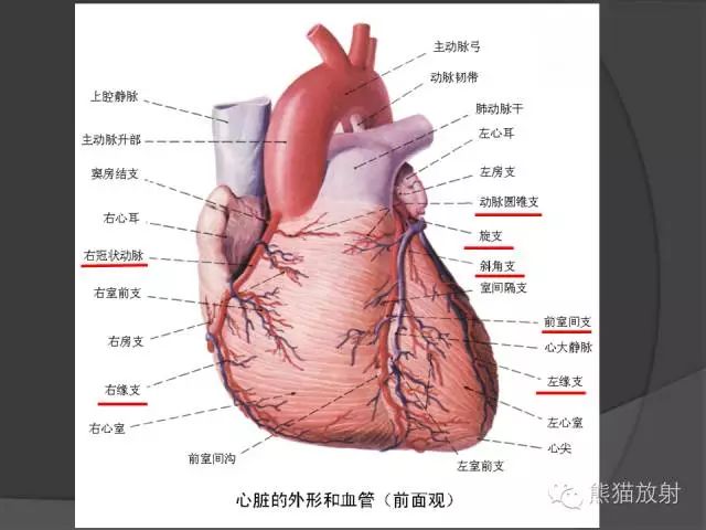 胃冠状静脉解剖图图片
