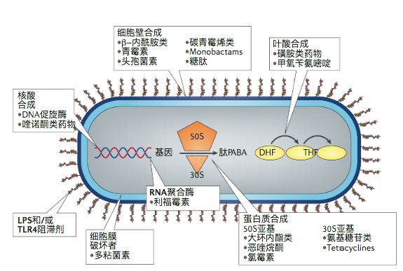 很快,我们就没有抗生素可用了